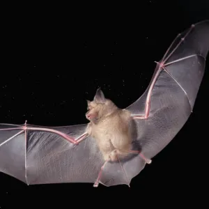 Greater horseshoe bat {Rhinolophus ferrumequinum} in flight hunting a moth at night