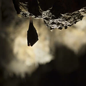 Greater horseshoe bat (Rhinolophus ferrumequinum) roosting in cave. Croatia. November
