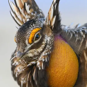 Greater Prairie-Chicken Print: Male Displaying on Lek Greater Prairie-Chicken Print: Male Displaying on Lek