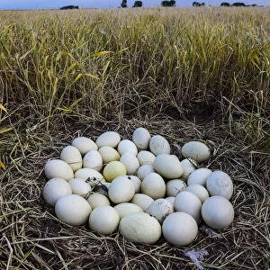 Greater rhea (Rhea americana) nest with many eggs, at edge of arable field. Patagonia, Argentina