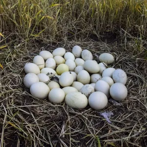 Greater rhea (Rhea americana) nest with many eggs, at edge of arable field. Patagonia, Argentina