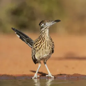 Greater roadrunner Print, Adult Drinking Greater roadrunner Print, Adult Drinking