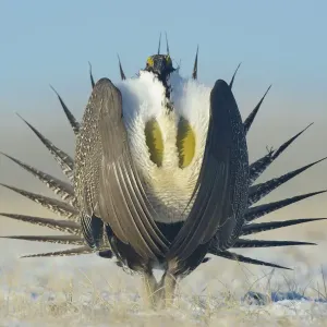 Greater sage-grouse Print: Male displaying on a lek in snow Greater sage-grouse Print: Male displaying on a lek in snow