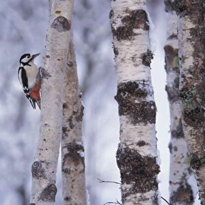 Greater spotted woodpecker {Dendrocopus major} amongst Silver birch trunks, Scotland, U