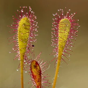 Greater sundew (Drosera anglica) close-up, Flow Country, Sutherland, Highlands, Scotland