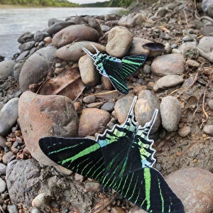 Green-banded urania moth (Urania leilus) moths drinking salts from mineral-rich river clay