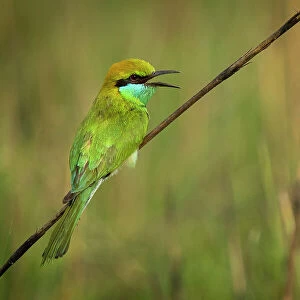 Green bee-eater (Merops orientalis) calling, portrait, Bardia National Park, Terai, Nepal