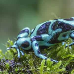 Green and black poison dart frog (Dendrobates auratus), La Selva Field Station, Costa