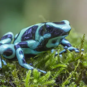 Rana dal dardo velenosa verde e nera (Dendrobates auratus), Stazione di campo La Selva, Costa. Rana dal dardo velenosa verde e nera (Dendrobates auratus), Stazione di campo La Selva, Costa.