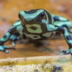 Green and black poison dart frog (Dendrobates auratus), La Selva Field Station, Costa Rica