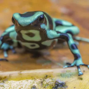 Green and black poison dart frog (Dendrobates auratus), La Selva Field Station, Costa Rica