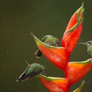 Green-crowned brilliant (Heliodoxa jacula), three feeding on Lobster-claw (Heliconia