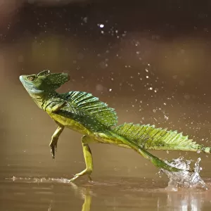 Green / Double-crested basilisk (Basiliscus plumifrons) running across water surface