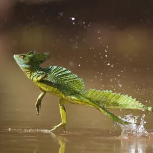 Green / Double-crested basilisk (Basiliscus plumifrons) running across water surface