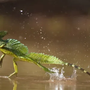 Double-crested basilisk print Double-crested basilisk print