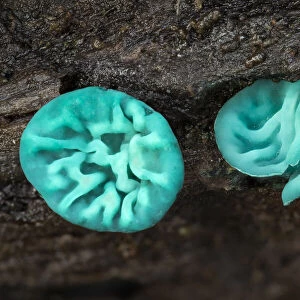 Green elfcup fungus (Chlorociboria aeruginascens) fruiting bodies on decaying wood