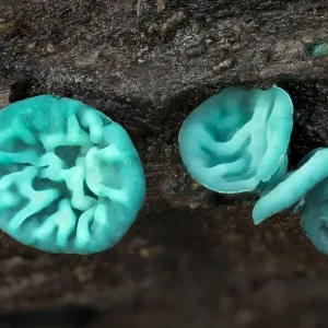 Green elfcup fungus print on decaying wood Green elfcup fungus print on decaying wood