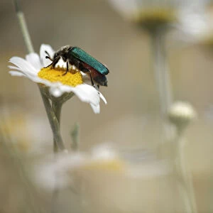 Green flower beetle {Cetoniinae} on Corn chamomile (Anthemis arvensis) Stenje region