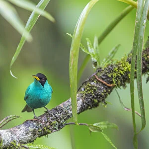 Green honeycreeper (Chlorophanes spiza) male, La Selva Field Station, Costa Rica