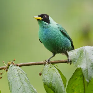 Green honeycreeper (Chlorophanes spiza) portrait, perched on twig, Pinas, El Oro, Ecuador