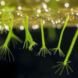 Green hydra print, a photograph of Hydra viridissima in a garden pond Green hydra print, a photograph of Hydra viridissima in a garden pond
