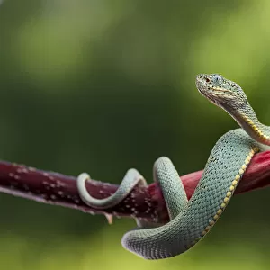 Green jararaca / Two striped forest pit viper (Bothriopsis bilineata) on branch, Tambopata