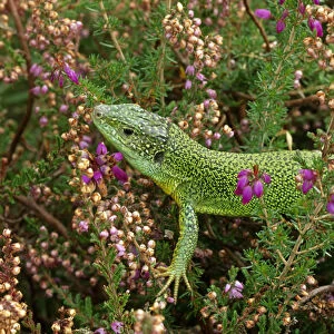 Green lizard {Lacerta viridis} amongst Heather, UK, captive