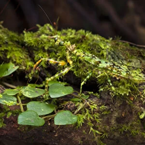 Green praying mantis (Majangella moultoni) camouflaged on mossy tree trunk. Danum Valley