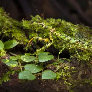 Prints of Popular Theme Prints: Hidden in Nature