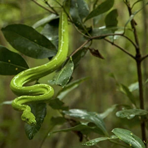 Green Python (Morelia viridis) in the rain forest, Iron Range National Park