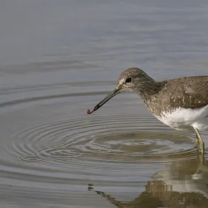 Green sandpiper (Tringa ochropus) with small worm it has caught in shallow freshwater lake