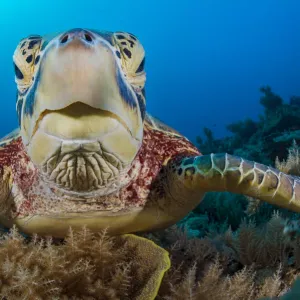 Green sea turtle (Chelonia mydas) female resting on a coral reef. Rock Islands, Palau, Mirconesia