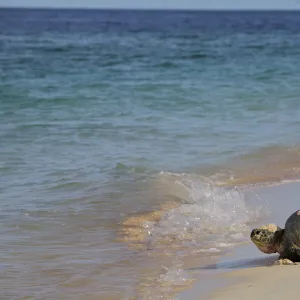 Green Sea Turtle (Chelonia mydas) returning to the sea after egg laying, Raine Island