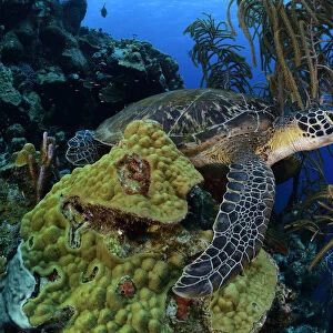 Green sea turtle (Chelonia mydas) resting or sleeping on coral reef, Bonaire, Leeward Antilles