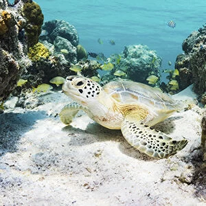 Green sea turtle (Chelonia mydas) resting in a coral reef. Eleuthera, Bahamas