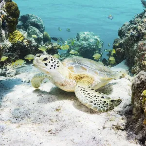 Green sea turtle (Chelonia mydas) resting in a coral reef. Eleuthera, Bahamas