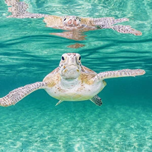 Green sea turtle (Chelonia mydas) near the surface in shallow water, Eleuthera, Bahamas