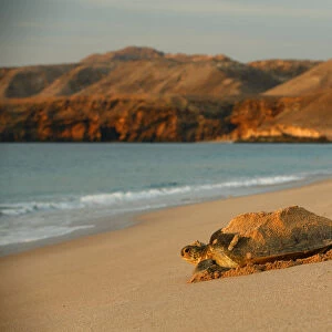Green sea turtle (Chelonia mydas) heading back to sea after laying eggs on the beach