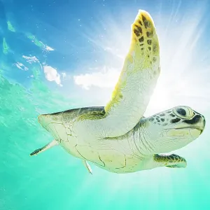 Green sea turtle (Chelonia mydas) swimming near surface in halo of light. The Bahamas