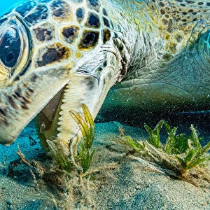 Green sea turtle (Chelonia mydas) grazing on Turtlegrass (Halophila stipulacea), close up