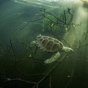 Green sea turtle (Chelonia mydas) hides among mangrove trees, Bahamas