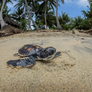 Tortuga marina verde (Chelonia mydas), eclosión, haciendo su camino a través de la playa hacia el océano, Yap, Micronesia, Océano Pacífico. Tortuga marina verde (Chelonia mydas), eclosión, haciendo su camino a través de la playa hacia el océano, Yap, Micronesia, Océano Pacífico.