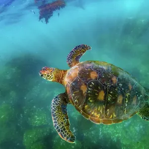 Green sea turtle (Chelonia mydas), yellow morph, swimming in shallows, Post Office Bay, Floreana Island, Galapagos Islands, Ecuador. Pacific Ocean Green sea turtle (Chelonia mydas), yellow morph, swimming in shallows, Post Office Bay, Floreana Island, Galapagos Islands, Ecuador. Pacific Ocean