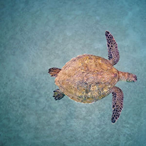 Green sea turtle (Chelonia mydas) swimming over sand seabed, Maui, Hawaii, Pacific Ocean. Endangered