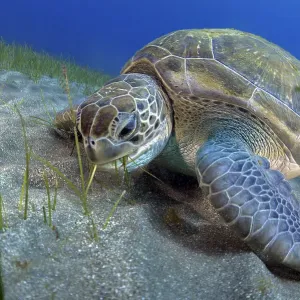 Green sea turtle feeding on seagrass, Tenerife print