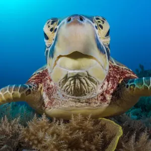 Green Sea Turtle Print: Female on Coral Reef, Rock Islands, Palau Green Sea Turtle Print: Female on Coral Reef, Rock Islands, Palau