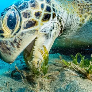 Green sea turtle (Chelonia mydas) grazing on Turtlegrass (Halophila stipulacea), close up Green sea turtle (Chelonia mydas) grazing on Turtlegrass (Halophila stipulacea), close up