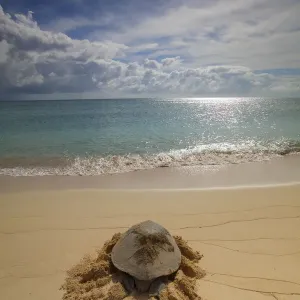 La tortue de mer verte (Chelonia mydas) retourne à la mer après l'éclosion des œufs, Raine Island.