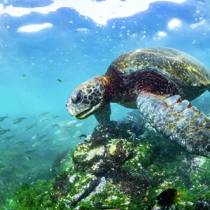 Green sea turtle (Chelonia mydas) with shoals of damselfish (Pomacentridae) swimming through coral reef, Post Office Bay, Floreana Island, Galapagos Islands, Ecuador. Pacific Ocean Green sea turtle (Chelonia mydas) with shoals of damselfish (Pomacentridae) swimming through coral reef, Post Office Bay, Floreana Island, Galapagos Islands, Ecuador. Pacific Ocean