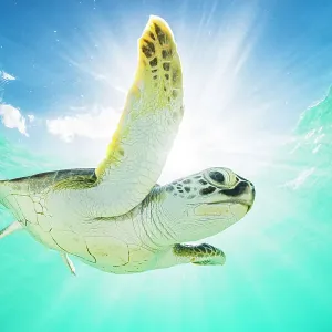Green sea turtle Print: Swimming near surface in a halo of light Green sea turtle Print: Swimming near surface in a halo of light